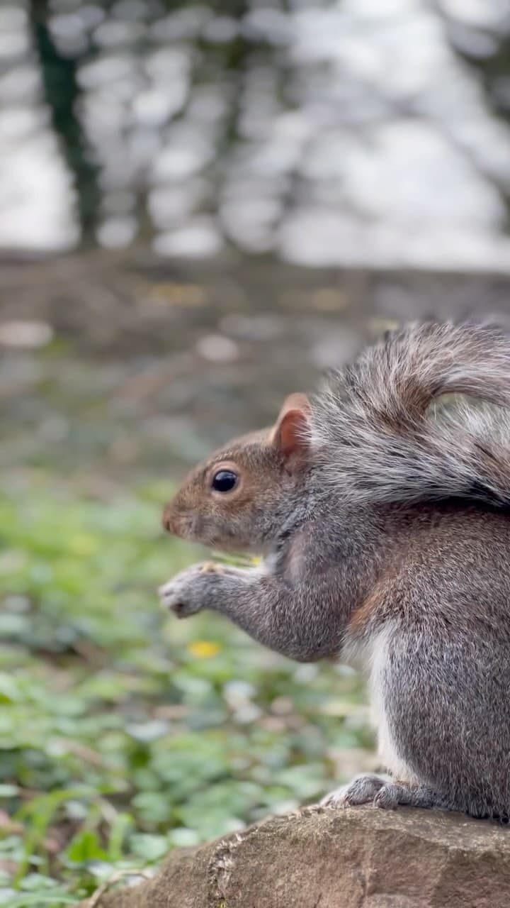 Turn your volume up! 🔈🐿️🌰

Meet our bright eyed and bushy tailed locals. 🤭

#Pembrokeshire #MyBluestoneBreak #VisitWales #Wildlife #VisitPembrokeshire #WelcomeToOurNeighbourhood
