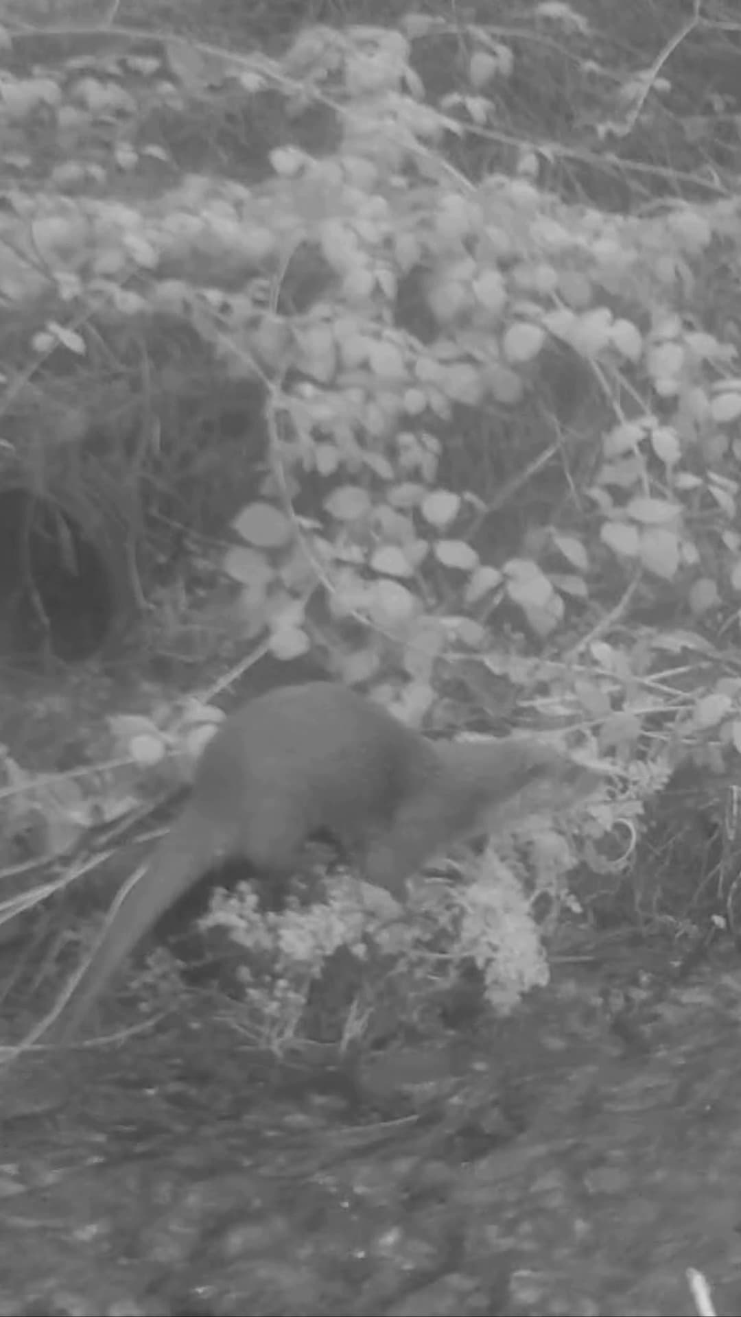 Check out this otter spotted on our critter cam! 🦦🤭

Back in 2019, we teamed up with Pembrokeshire Coast National Park Rangers to create a cosy otter haven at our resort. 

Thanks to our monthly surveys and trusty critter cams, we now know that otters are regular Bluestone visitors! 🪵✨