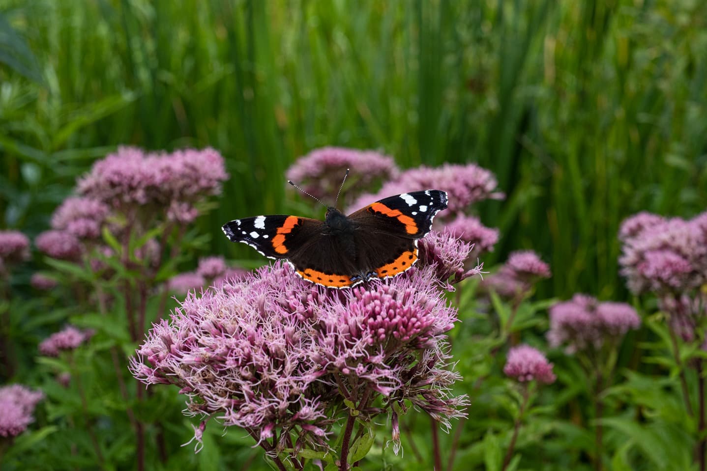 Bluestone Resort Butterfly on flower