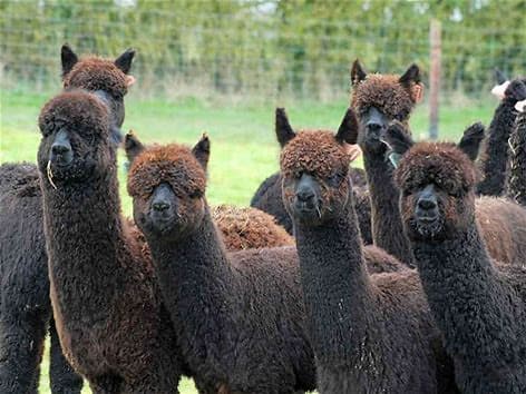 Sweet Home Alpaca
