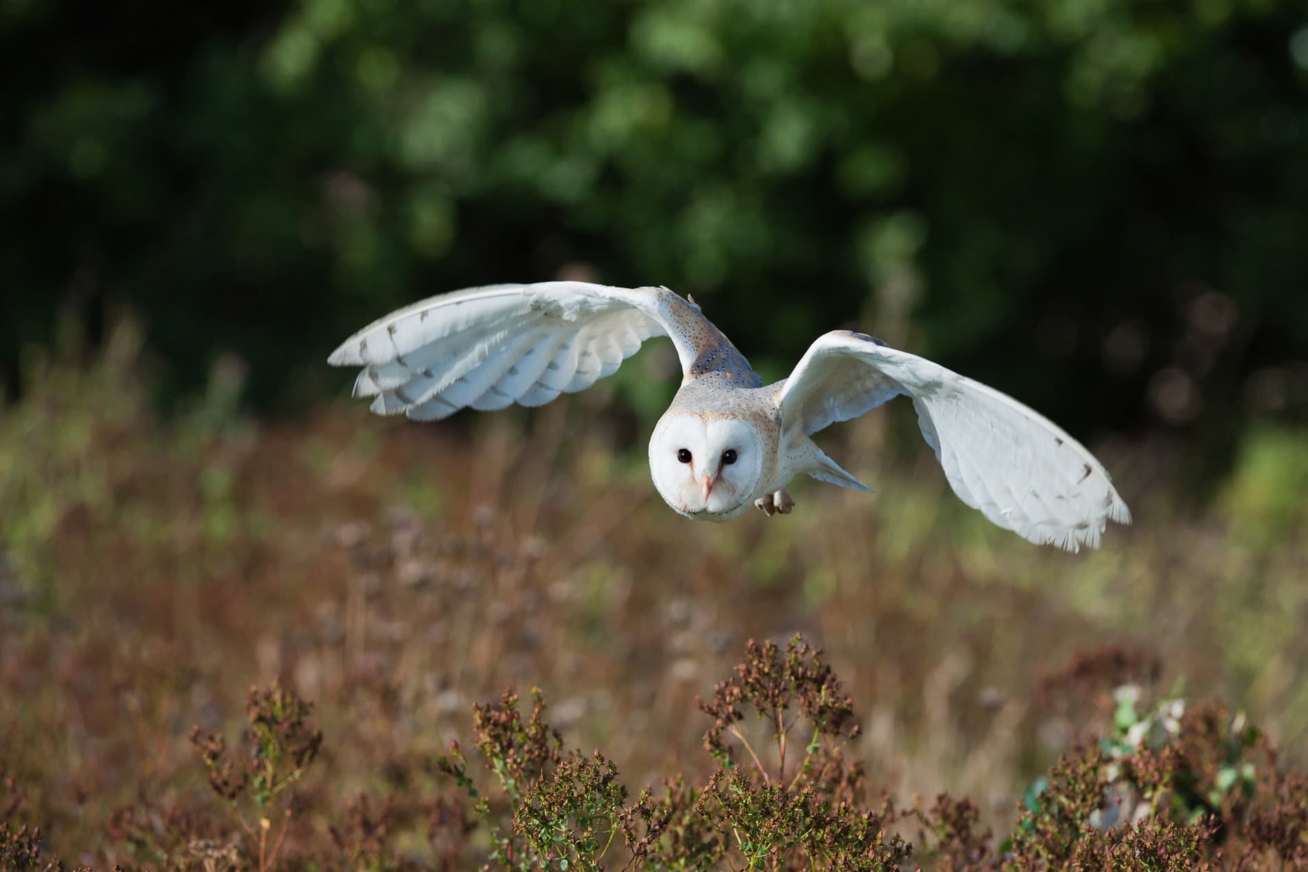 Bluestone Resort Barn Owl flying 