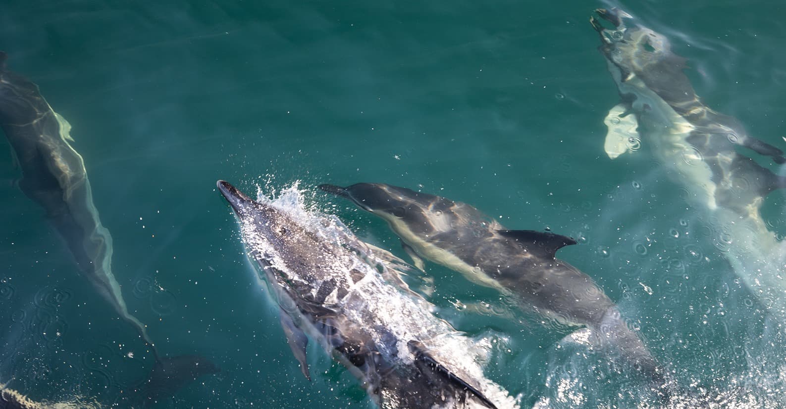 Celtic Deep Dolphins