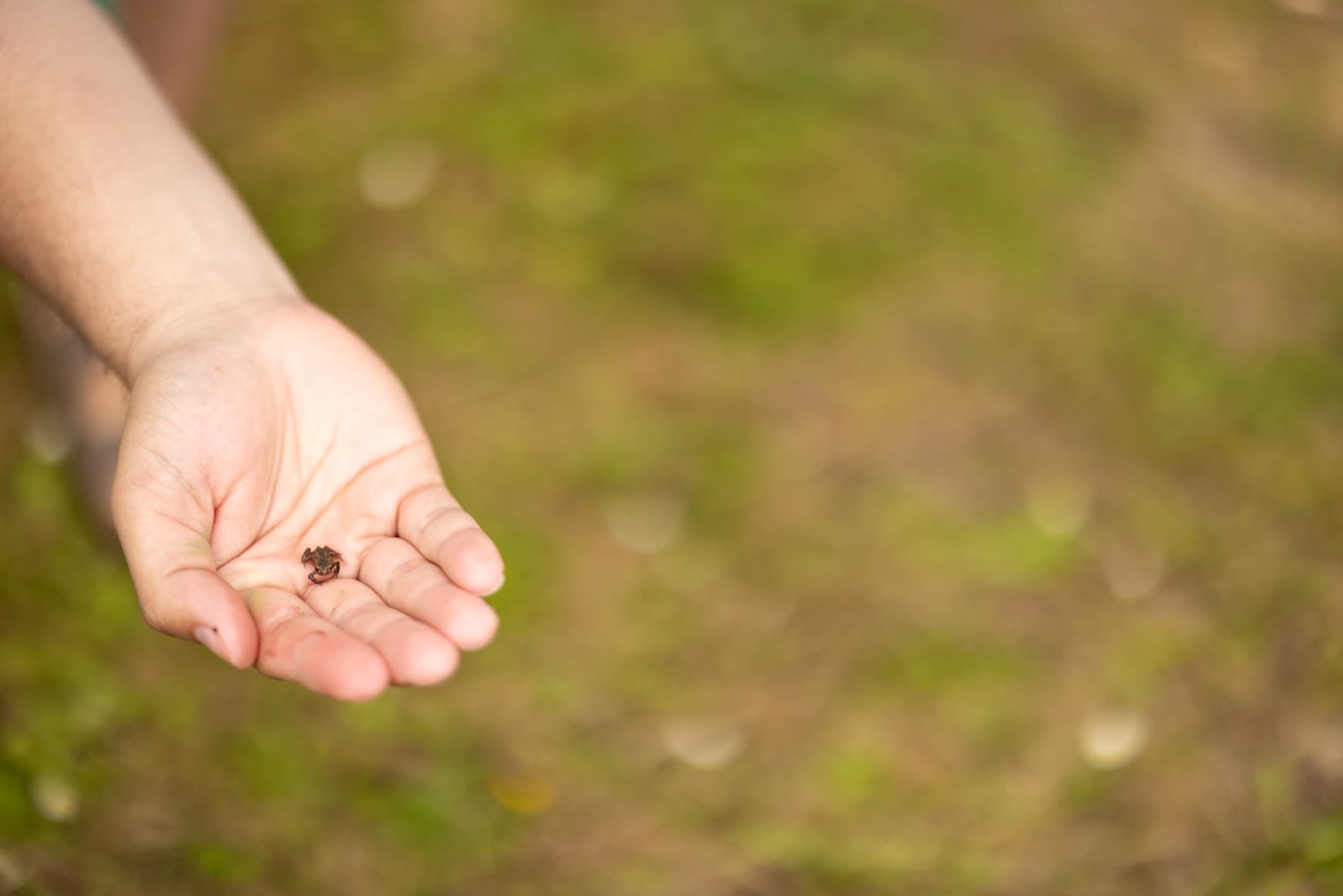 Outdoor detectives baby frog