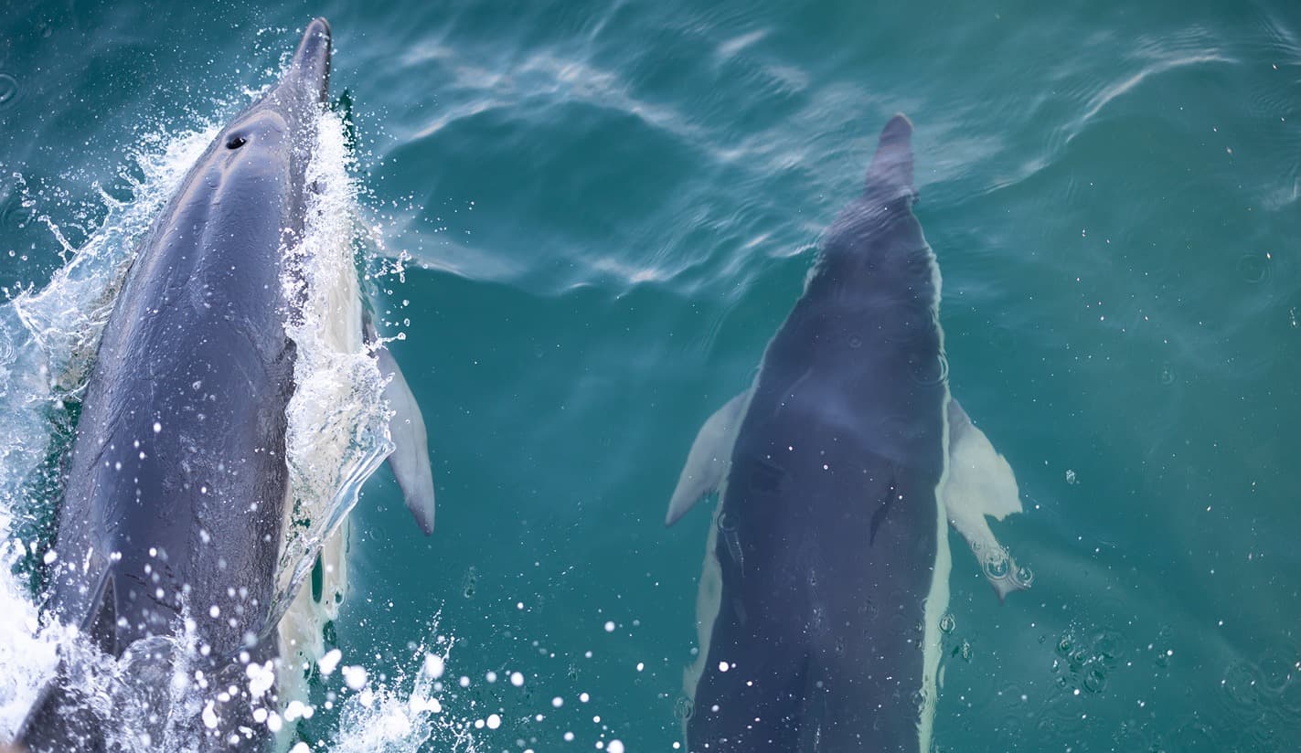 Celtic Deep Two Dolphins