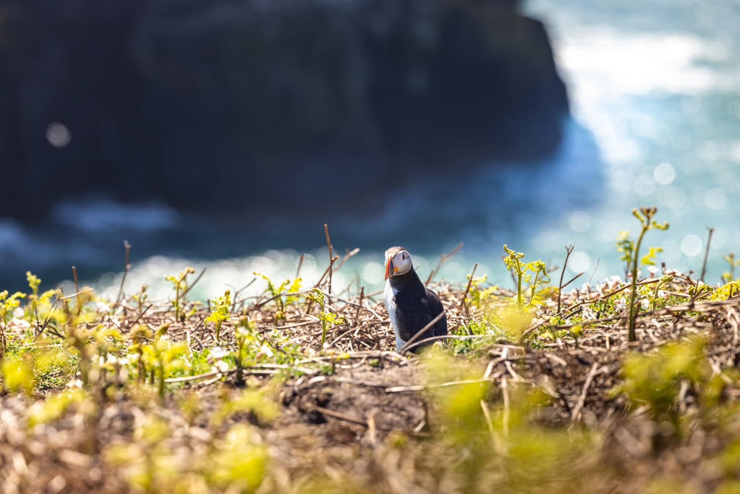 Skomer Island Puffin Looking