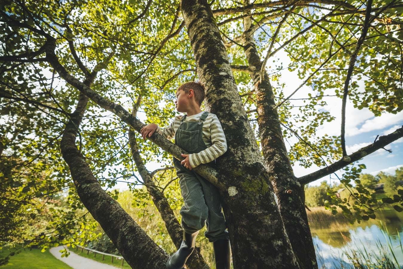 Playing In Tree Autumn Bluestone 