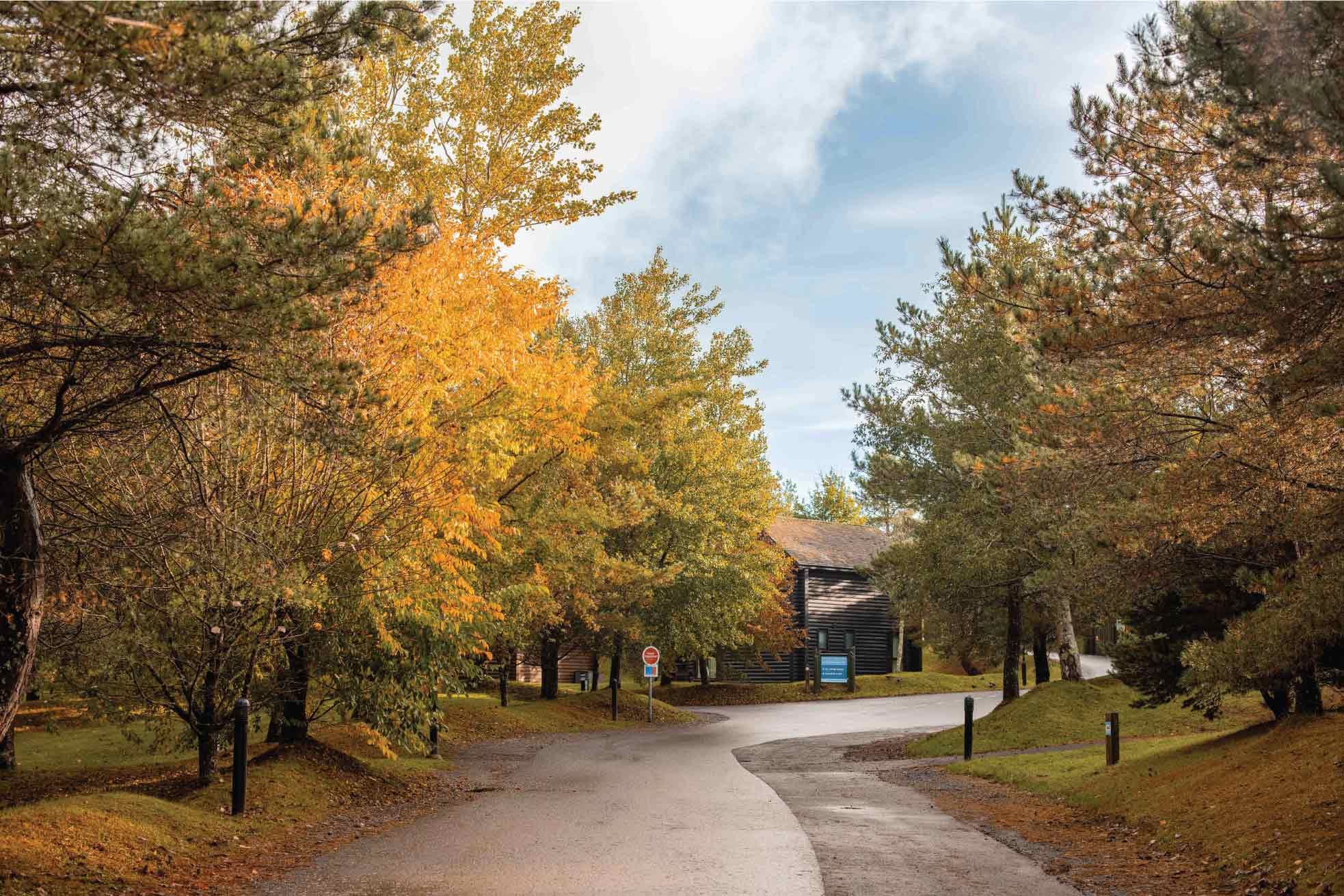 Autumn Trees On Resort
