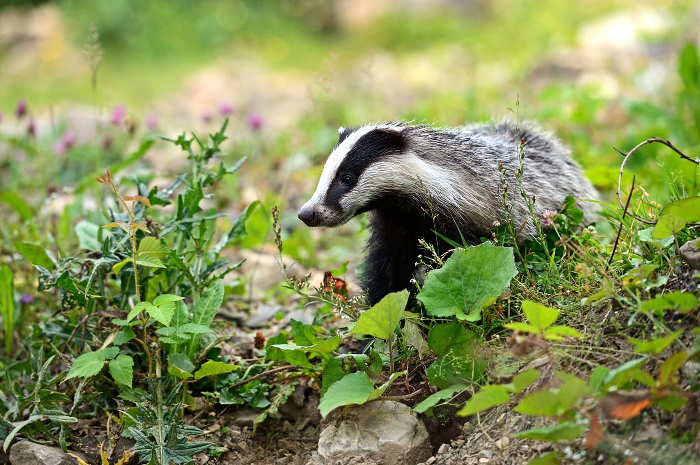  Bluestone Resort  Badger