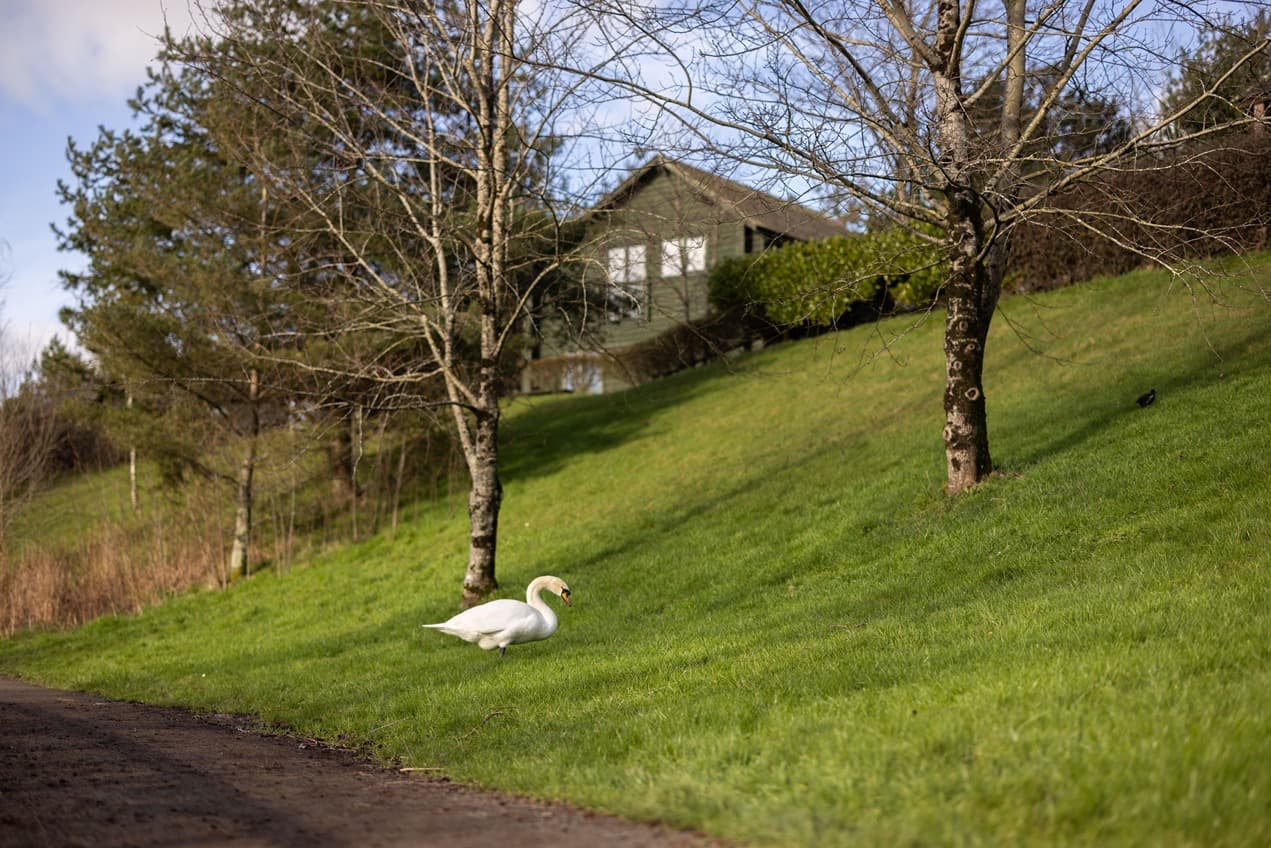 Bluestone Resort Swan by lodge