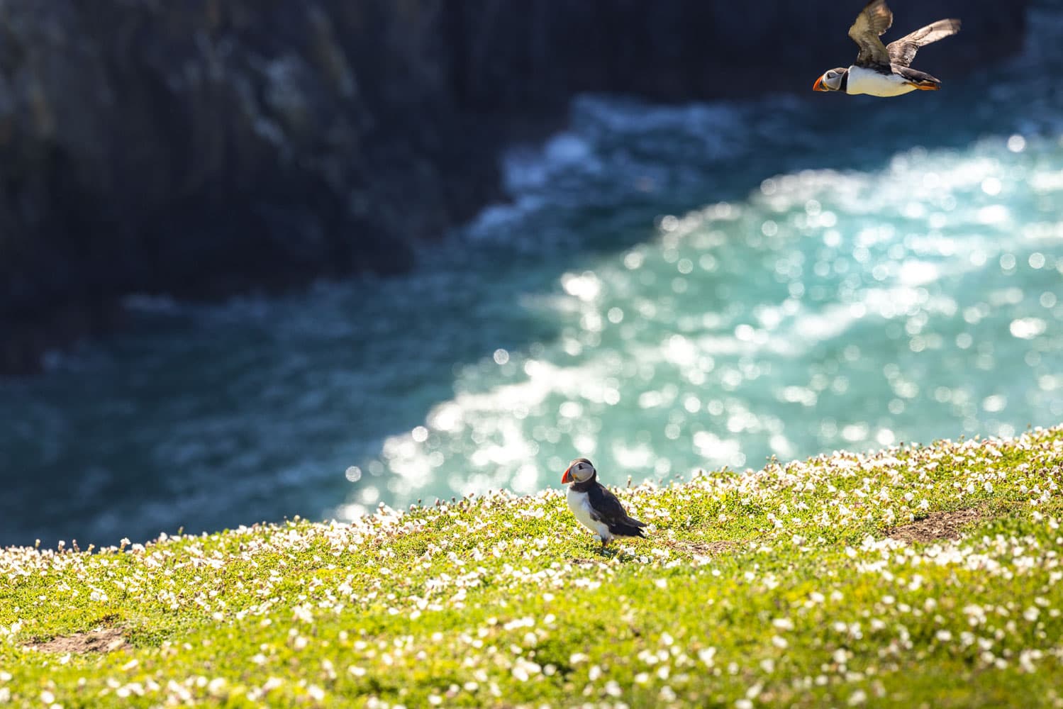 Skomer Island Puffin In Grass