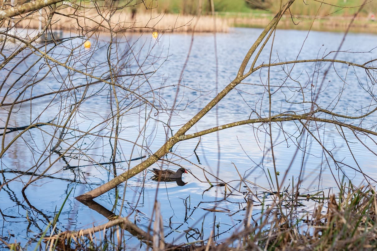 Bluestone Resort bird on the lake