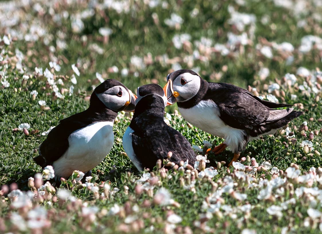  Puffins On Skomer