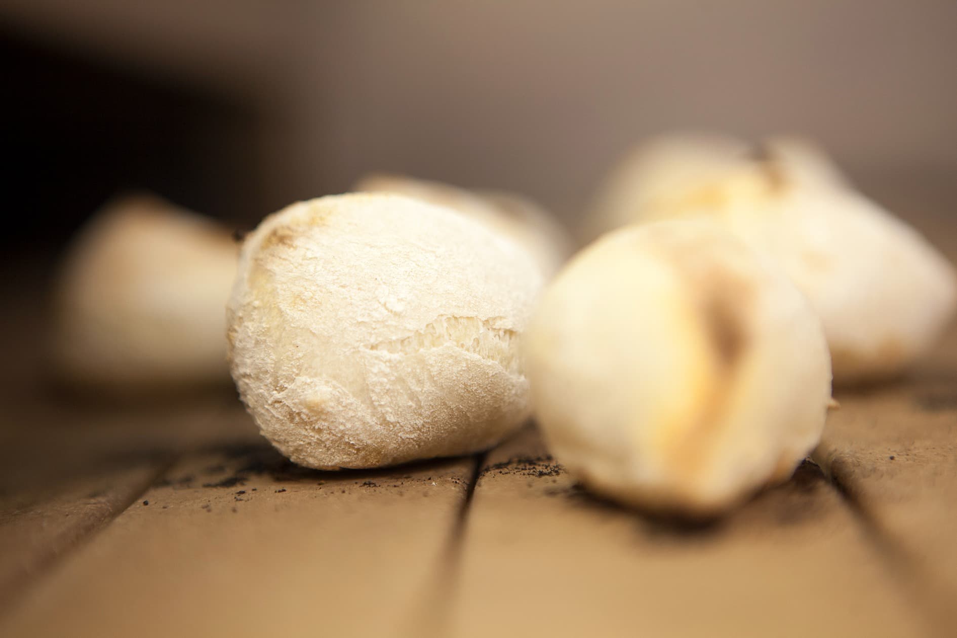 Oak Tree Dough Balls