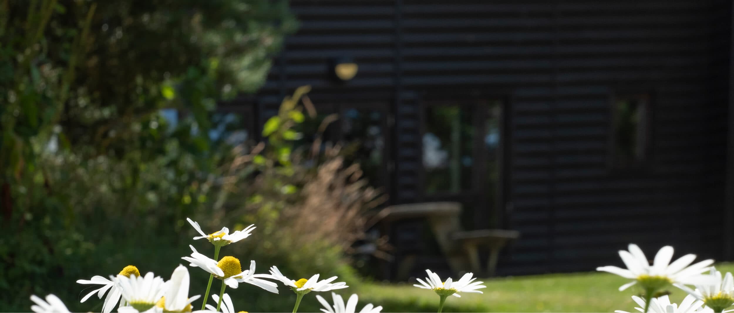White flowers in the garden